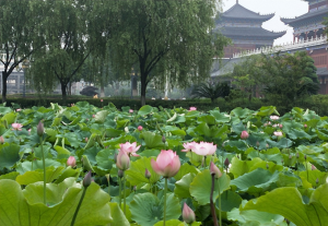 贊仁和863園區(qū)的荷花美