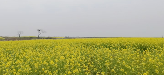 家鄉(xiāng)的油菜花