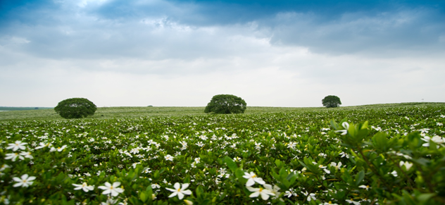 家鄉(xiāng)的梔子花開(kāi)了